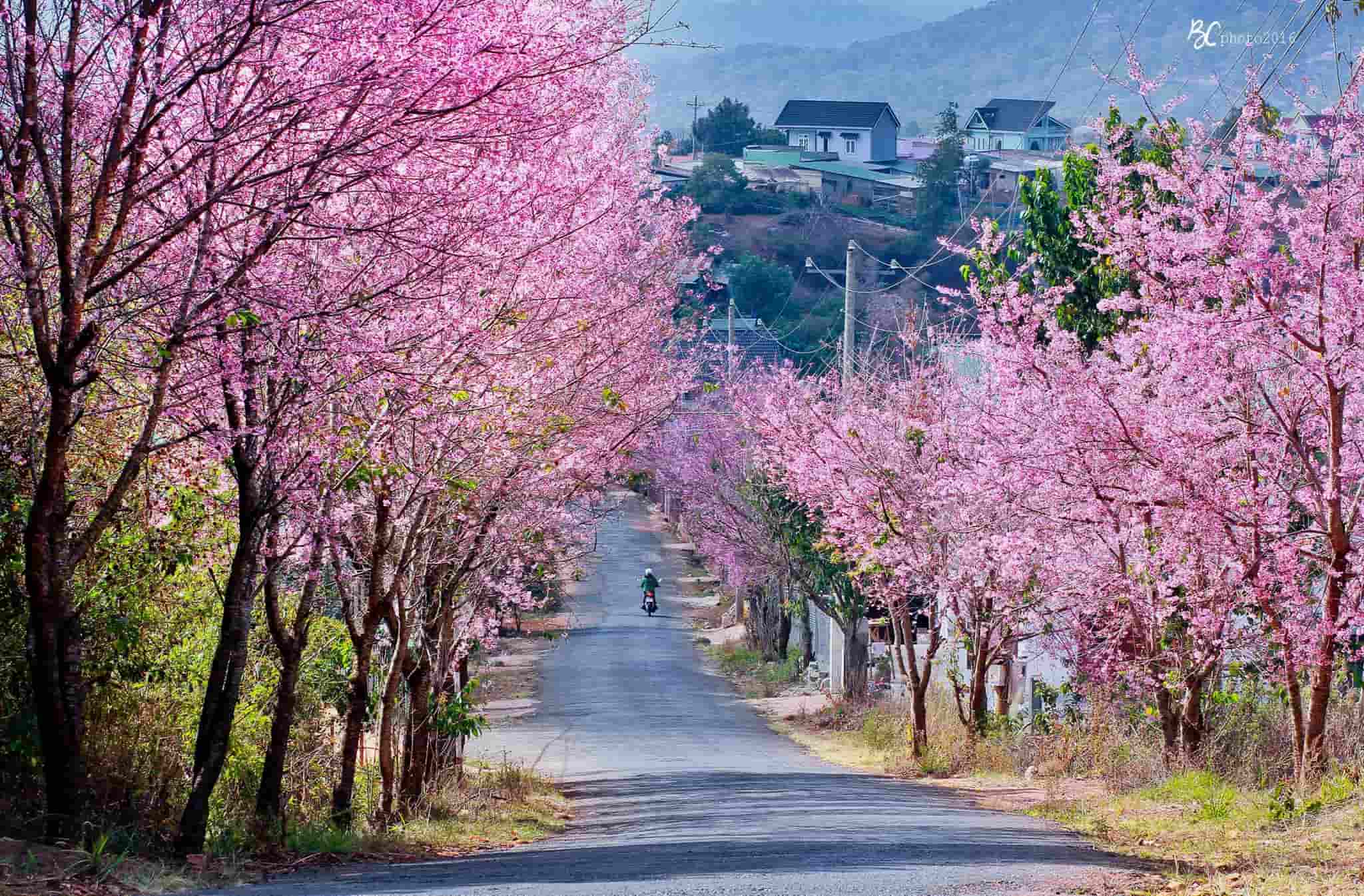 Dốc Hoa Đào Đa Quý